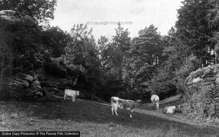 Photo of Ashurst Wood, 1890