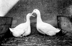 Aylesbury Ducks c.1955, Aylesbury
