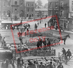 Livestock Sales, Market Square 1901, Aylesbury