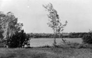 The Pond c.1955, Badshot Lea