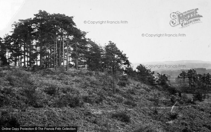 Photo of Bagshot, High Curly 1924