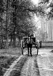 Horse And Cart 1906, Bagshot