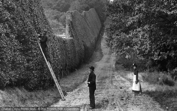 Bagshot, Pennyhill Park, Cutting The Holly Hedge 1906