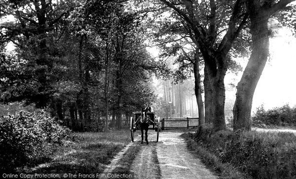 Photo of Bagshot, The Wood 1906