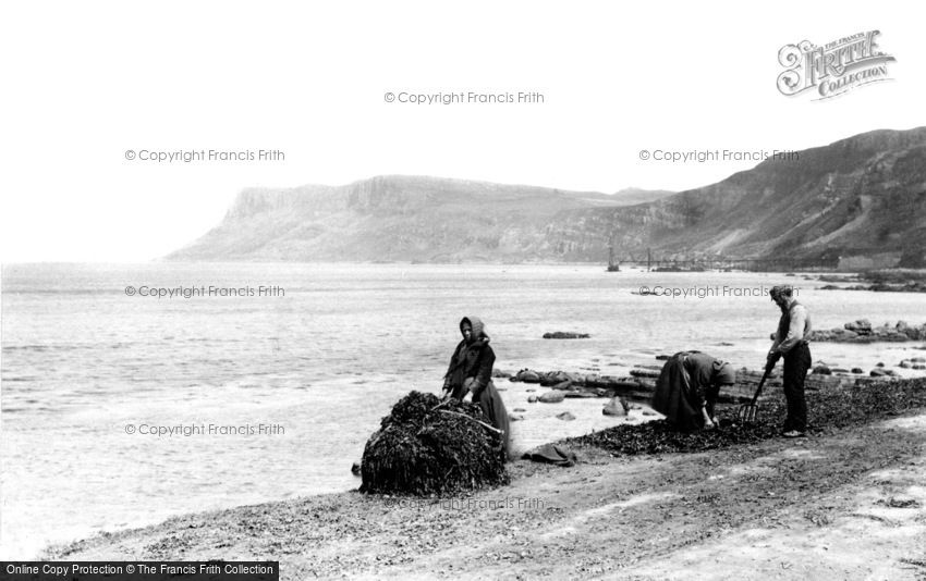 Ballycastle, Kelp Gatherers at work near Fair Head c1900