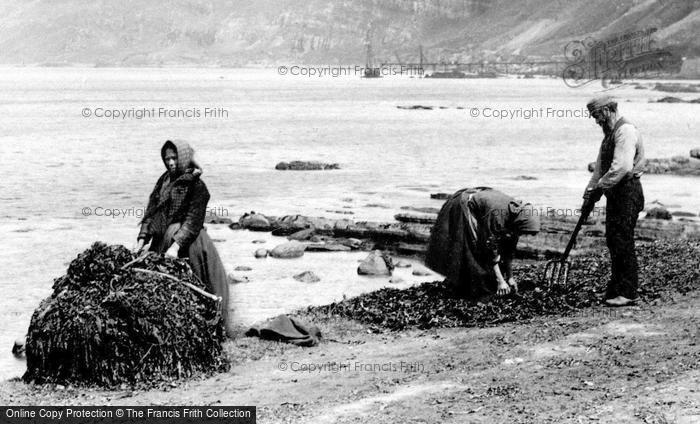 Photo of Ballycastle, Kelp Gatherers At Work Near Fair Head c.1900