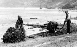 Kelp Gatherers At Work Near Fair Head c.1900, Ballycastle