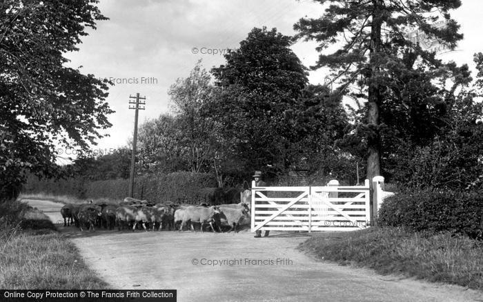 Photo of Barking Tye, Flock Of Sheep, Brown's Farm 1934
