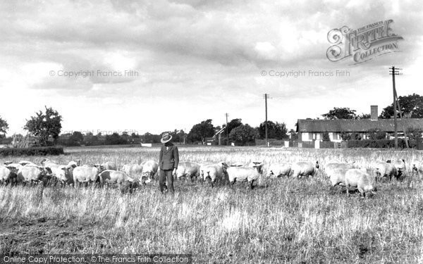 Photo of Barking Tye, Shepherd 1934