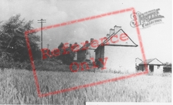 Pickenage c.1955, Barley