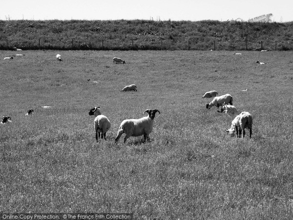 Photo of Barrow In Furness, Grazing Sheep In A Field Versus Sellergarth 2004