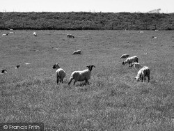 Barrow-In-Furness, Grazing Sheep In A Field Versus Sellergarth 2004, Barrow-In-Furness