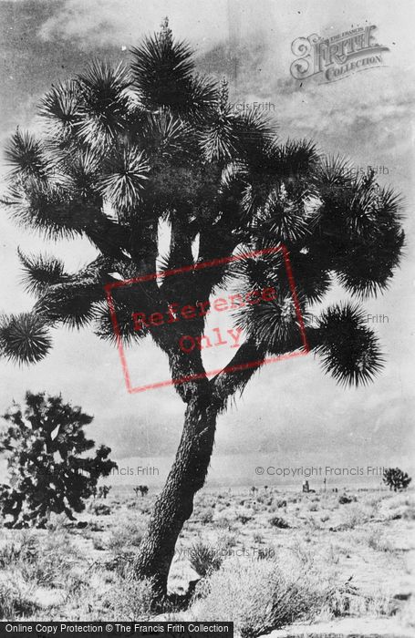 Photo of Barstow, Mojave Desert, Joshua Tree c.1935