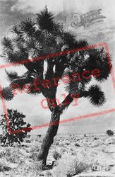 Mojave Desert, Joshua Tree c.1935, Barstow