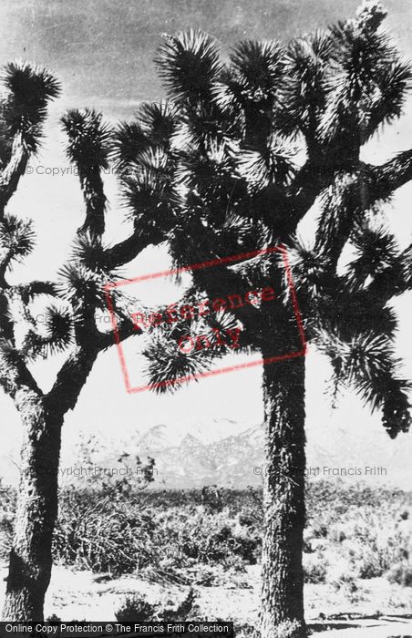 Photo of Barstow, Mojave Desert, Joshua Tree c.1935
