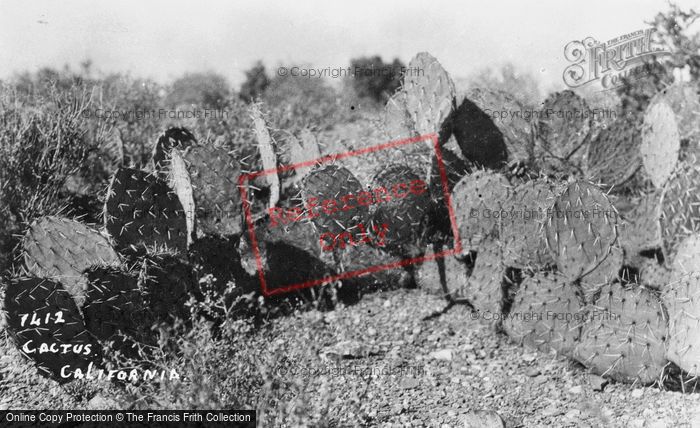 Photo of Barstow, Prickly Pears c.1935