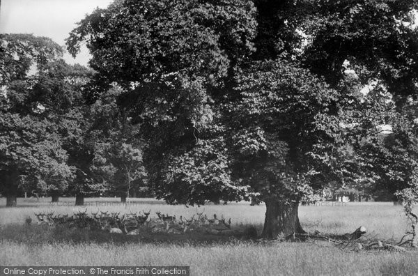 Photo of Basingstoke, Hackwood Park, Deer 1904