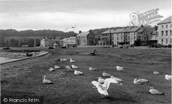 Seagulls c.1960, Beaumaris