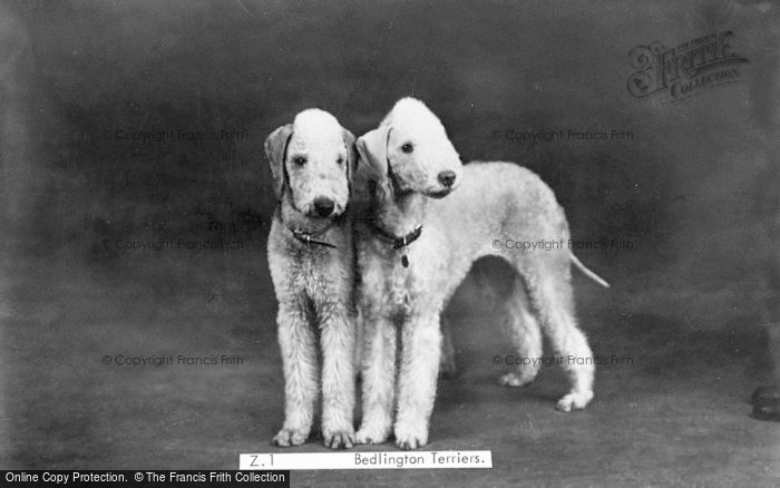 Photo of Bedlington, Bedlington Terriers c.1960