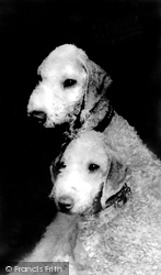 Bedlington Terriers c.1960, Bedlington