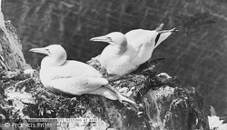 Gannets Nesting c.1960, Beer