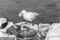 Herring Gull Stealing Gannet's Eggs c.1960, Beer