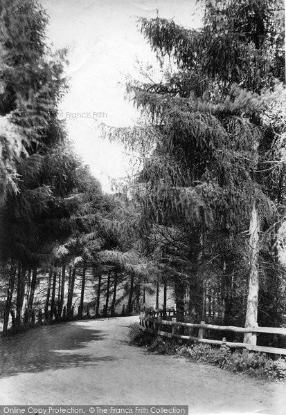 Photo of Beer, In The Pines 1907