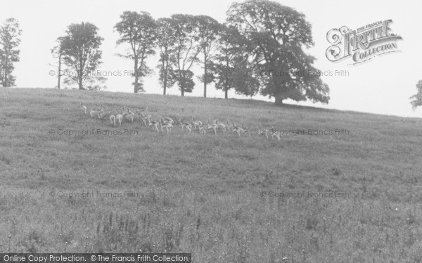 Photo of Beetham, Deer In Dallam Park c.1955
