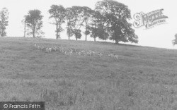 Deer In Dallam Park c.1955, Beetham
