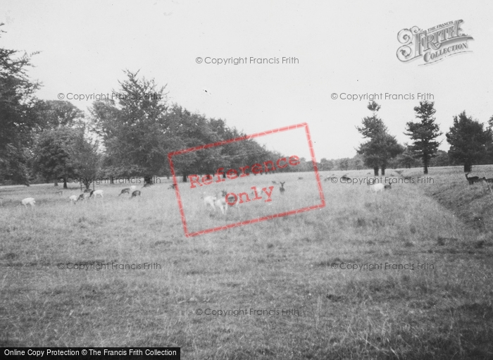 Photo of Belfast, Deer In Park 1937