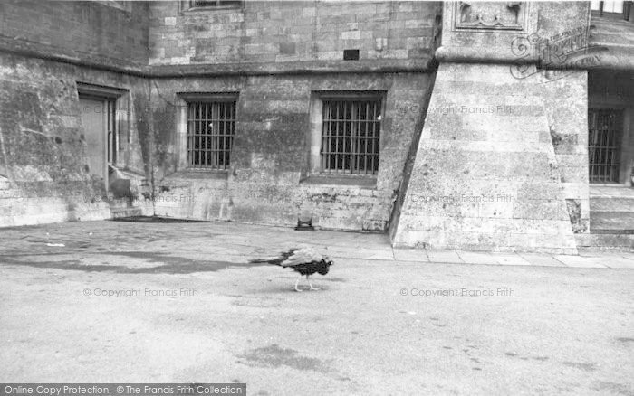 Photo of Belvoir Castle, A Peacock c.1960