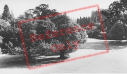 Ashridge College Grounds c.1960, Berkhamsted