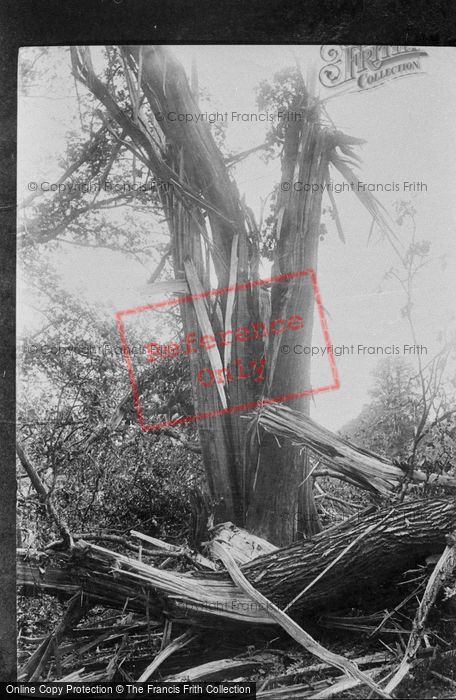 Photo of Betchworth, Wonham, The Blasted Tree 1896