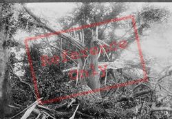 Wonham, The Blasted Tree 1896, Betchworth