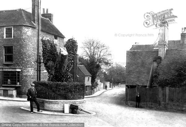 Photo of Bexhill, Walnut Tree 1903