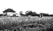 Jeavons Nurseries c.1955, Beyton