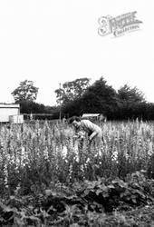 Picking Larkspur, Jeavons Nurseries c.1955, Beyton