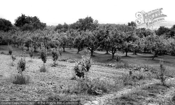 Photo of Bidborough, An Orchard c.1960