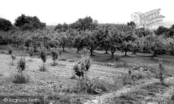 An Orchard c.1960, Bidborough