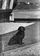 'ruin' The Pet At  Burgh Island Hotel c.1933, Bigbury-on-Sea