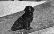 'ruin' The Pet At  Burgh Island Hotel c.1933, Bigbury-on-Sea