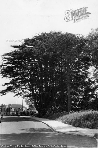 Photo of Biggin Hill, The Old Cedar Tree c.1960