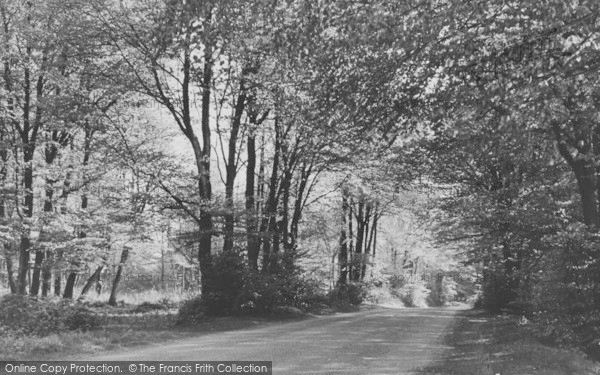 Photo of Birdlip, Cranham Woods c.1955