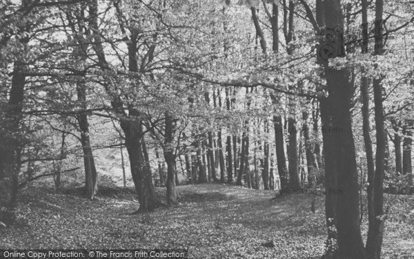 Photo of Birdlip, Witcombe Woods c.1955