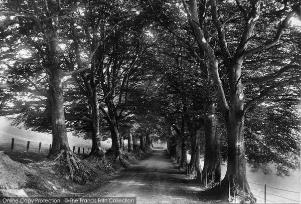 Photo of Bishops Lydeard, Beeches 1906