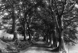 Beeches 1906, Bishops Lydeard