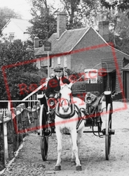 Horse Carriage 1909, Black Notley