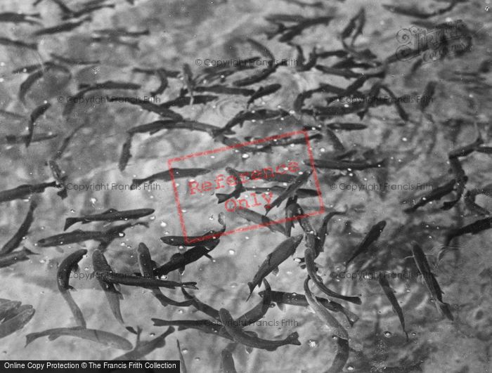 Photo of Blausee, Trout c.1930