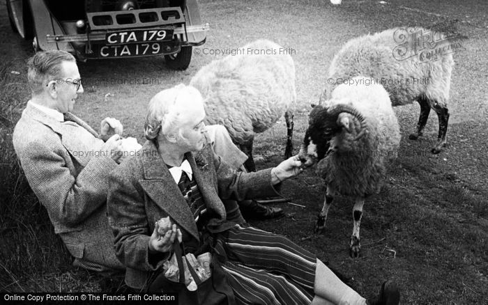 Photo of Blubberhouses, Moor, A Couple Feeding Sheep c.1952