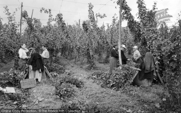 Photo of Bodiam, Hop Picking c.1955